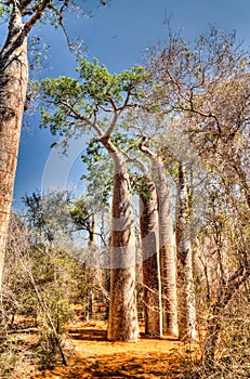 Landscape with Adansonia grandidieri baobab tree in Reniala national park, Toliara, Madagascar