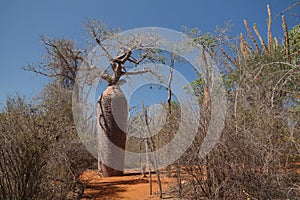 Landscape with Adansonia grandidieri baobab tree in Reniala national park, Toliara, Madagascar photo