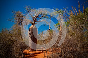 Landscape with Adansonia grandidieri baobab tree in Reniala national park, Toliara, Madagascar photo