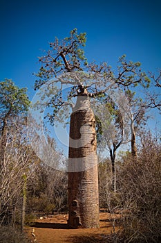 Landscape with Adansonia grandidieri baobab tree in Reniala national park, Toliara, Madagascar photo
