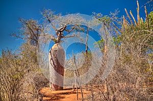 Landscape with Adansonia grandidieri baobab tree in Reniala national park, Toliara, Madagascar photo