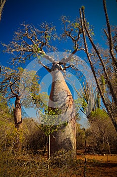 Landscape with Adansonia grandidieri baobab tree in Reniala national park, Toliara, Madagascar photo