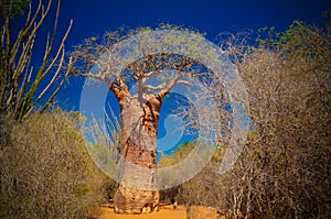 Landscape with Adansonia grandidieri baobab tree in Reniala national park, Toliara, Madagascar photo