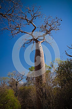 Landscape with Adansonia rubrostipa aka fony baobab tree in Reniala reserve , Toliara, Madagascar photo