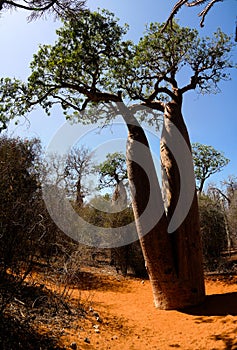 Landscape with Adansonia rubrostipa aka fony baobab tree in Reniala reserve , Toliara, Madagascar