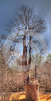 Landscape with Adansonia rubrostipa aka fony baobab tree in Reniala reserve , Toliara, Madagascar