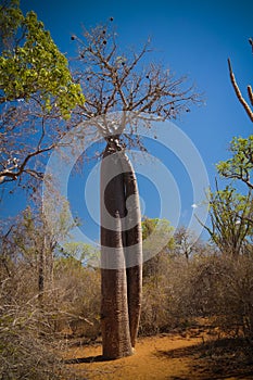 Landscape with Adansonia rubrostipa aka fony baobab tree in Reniala reserve , Toliara, Madagascar photo