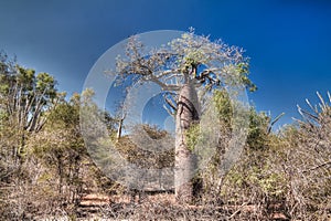Landscape with Adansonia rubrostipa aka fony baobab tree in Reniala reserve , Toliara, Madagascar photo