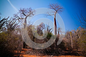 Landscape with Adansonia rubrostipa aka fony baobab tree in Reniala reserve , Toliara, Madagascar photo