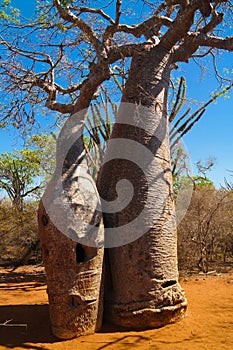 Landscape with Adansonia rubrostipa aka fony baobab tree in Reniala reserve , Toliara, Madagascar photo