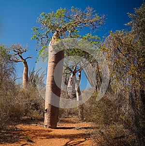 Landscape with Adansonia rubrostipa aka fony baobab tree in Reniala reserve , Toliara, Madagascar photo