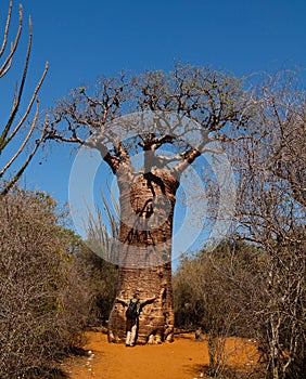 Landscape with Adansonia rubrostipa aka fony baobab tree and a man , Reniala reserve park, Toliara, Madagascar photo