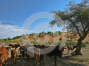 Landscape of Africa, Mauritania.