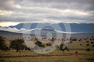 Landscape in Africa, savannah on a safari. Views of Kenya and its wildlife. Panorama, sunrise, mountains, clouds and animals