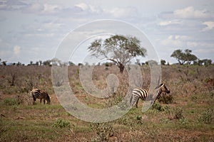 Landscape in Africa, savannah on a safari. Views of Kenya and its wildlife. Panorama, sunrise, mountains, clouds and animals