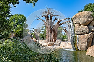 Landscape of the African Savannah