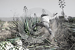 Tequila agave desaturated landscape with plants in color