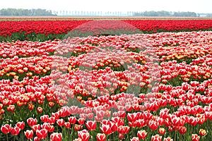 Agricultural flowers and bulbs export industries, Noordoostpolder, Netherlands photo