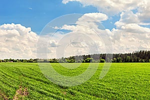 Landscape Agricultural field background with green young plants growing on bright sunny day. Forest belt line and blue cloudy sky