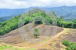 Landscape of agricultural field with mountain, Agriculture scene, Forest destruction