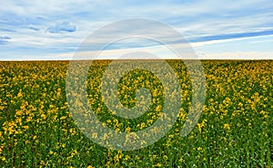 Landscape of the agricultural field from a mustard plant against the background of the sky and the horizon