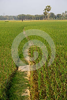 Landscape of agricultural fields in Bangladesh. Onion farms in South Asia. Farmer working in onion field. Village- Pangsha, City