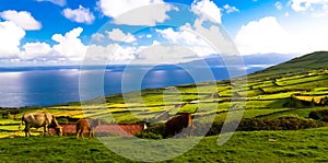 Landscape with agriculture fields at Corvo island, Azores, Portugal photo