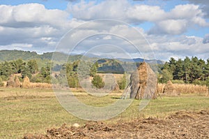Landscape with agriculture and forest