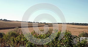 Landscape - agriculture, ripe fields sown with corn and wheat