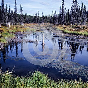 Landscape  in Alaska - A little lake into the wild caused by melting permafrost soils in consequence of the globalwarming