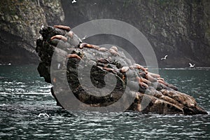 Alaska landscape with Steller Sea Lions