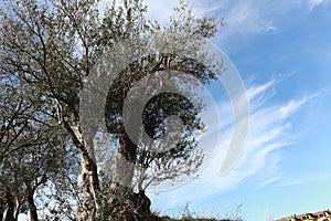 Fruit Old olive Landscape Albania lake trees awesome sky reflection mountain hills tree ablero park panorama