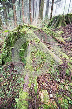 Landscape in alishan mountian