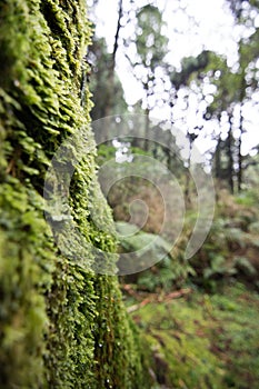 Landscape in alishan mountian