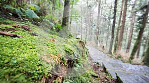 Landscape in alishan mountian