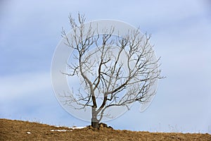 Alone leafless tree