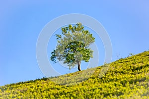 Alone tree on green hill