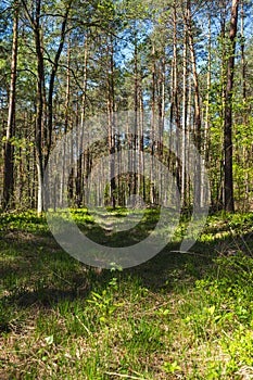 Landscape along a green grassy road through the forest at the beginning of spring