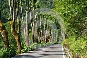Landscape along the road of Arni, from Garfagnana to Alpi Apuane photo
