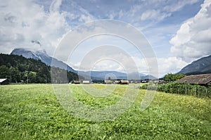 Landscape in the Alps with fresh green meadows and blooming flowers and snowcapped mountain tops in the background