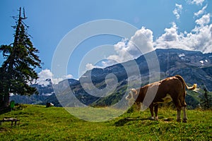 Landscape of the Alps in Switzerland in summer