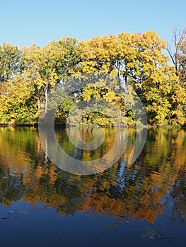 Landscape of amazing trees with water reflection at Wilanow park in european Warsaw capital city in Poland - vertical