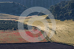 Landscape of the Andalusian countryside in spring at dawn, with large expanses of olive trees and cultivated cereal fields