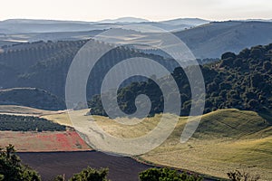 Landscape of the Andalusian countryside in spring at dawn, with large expanses of olive trees and cultivated cereal fields