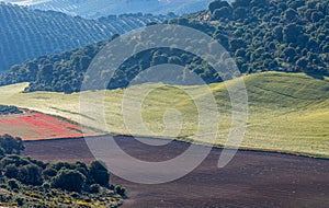 Landscape of the Andalusian countryside in spring at dawn, with large expanses of olive trees and cultivated cereal fields