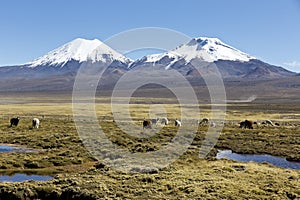 Landscape of the Andes Mountains, with llamas grazing. photo