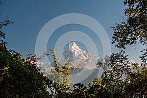 Landscape with Annapurna South, Hiunchuli and Machapuchare Fishtail Peaks surrounded by trees. Himalaya Mountains, Nepal