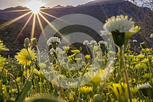 Landscape in Anza Borrego Desert State Park during a spring super bloom, California photo