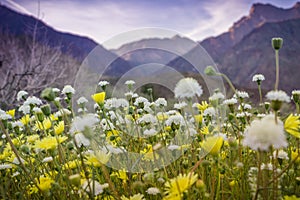 Landscape in Anza Borrego Desert State Park during a spring super bloom, California photo