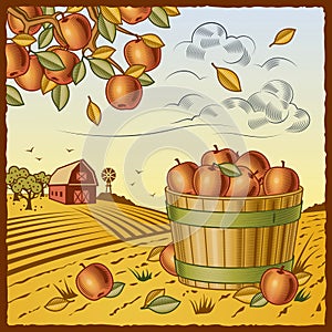 Landscape with apple harvest